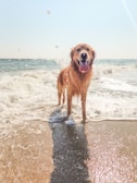 A cheerful golden retriever getting a bubbly wash at a bright orange mutt wash station by the beach.