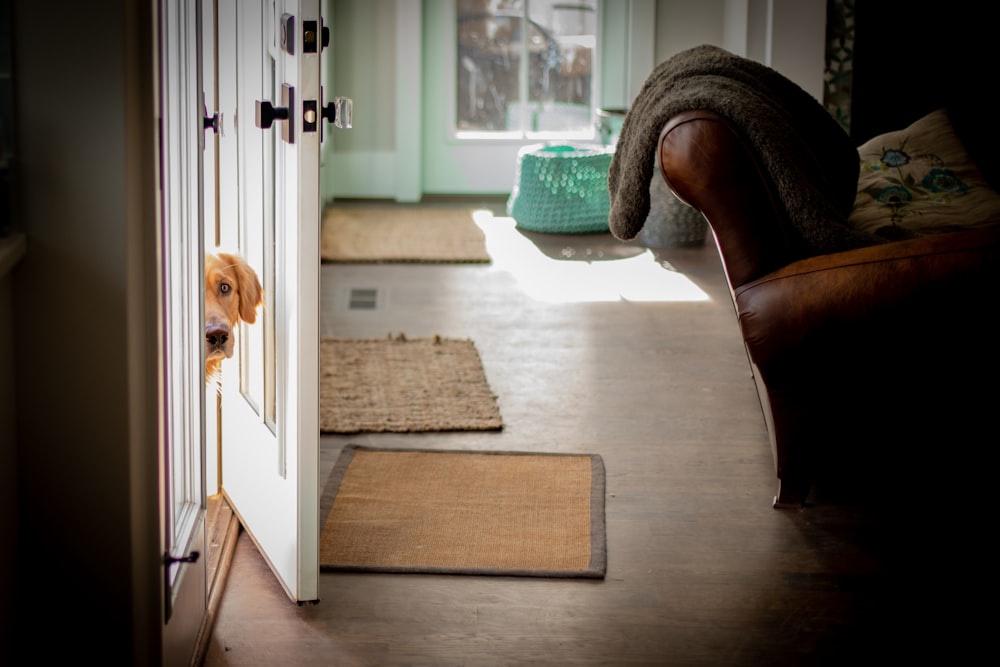 brown and white short coated dog on brown wooden floor