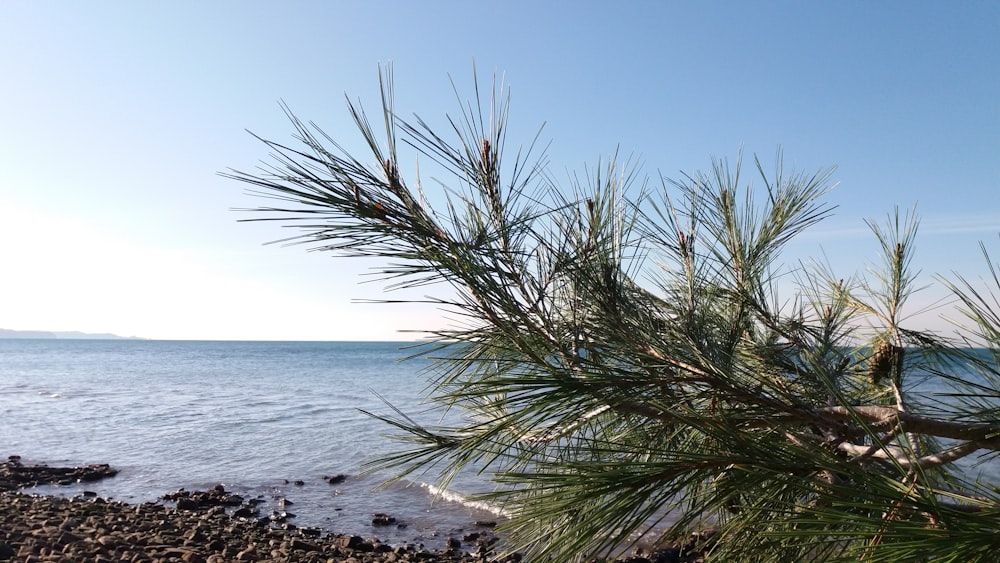 green palm tree near sea during daytime