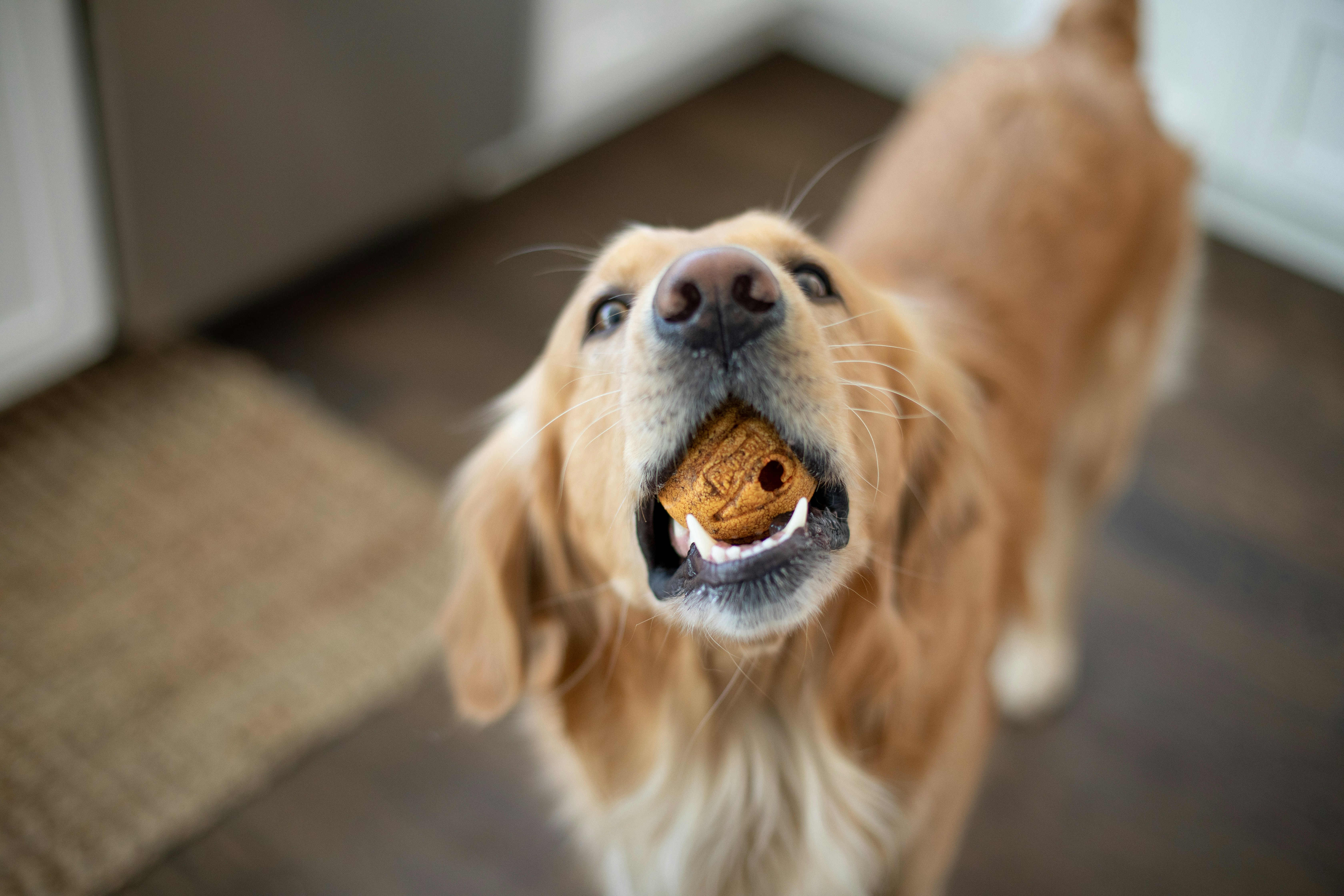Understanding Your Dog’s Mealtime Head Movements