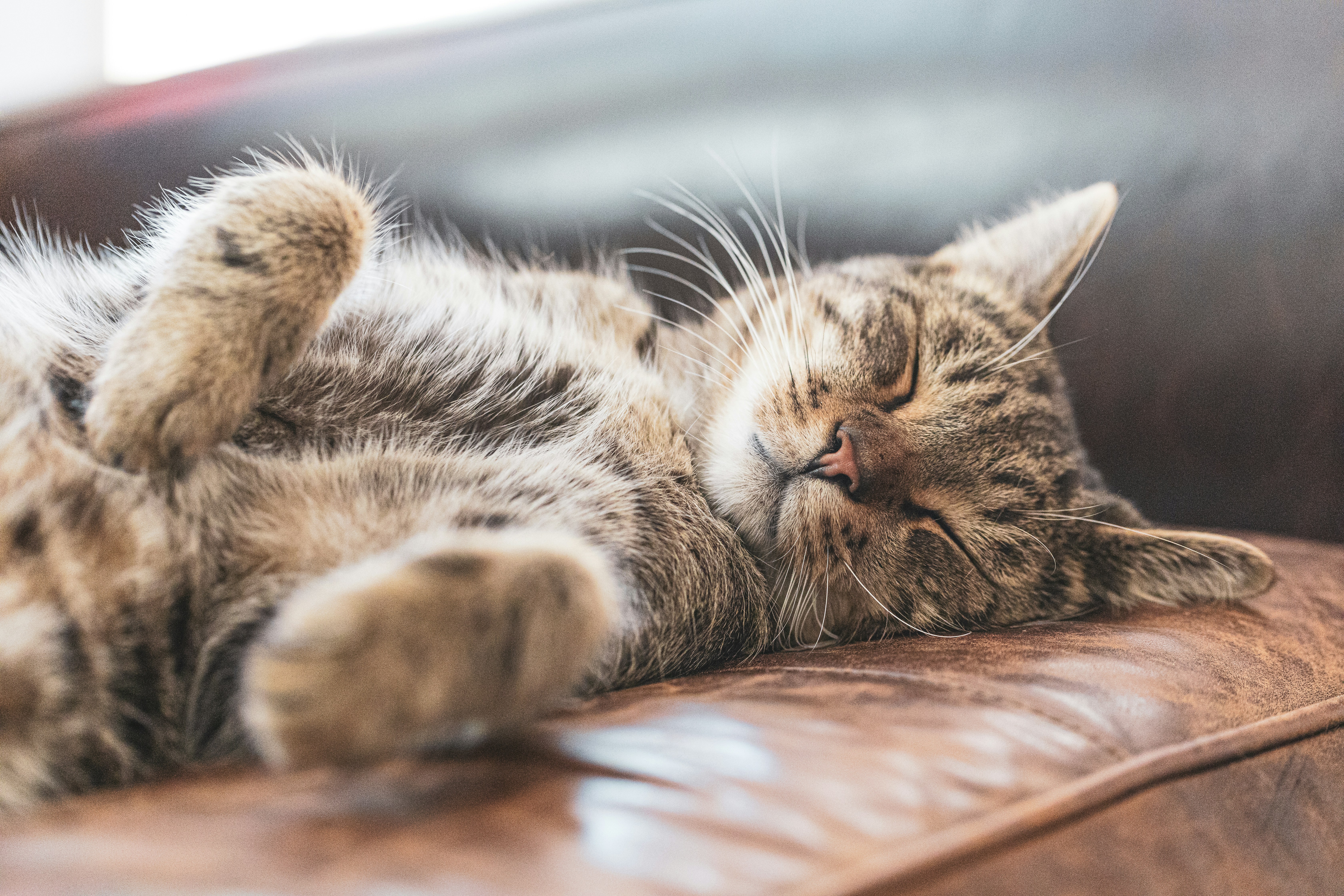 Sleeping Fully Exposed (image credits: unsplash)