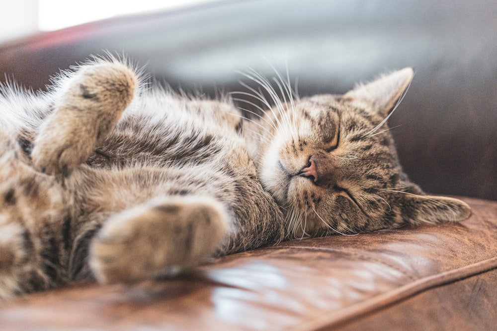 brown tabby cat lying on brown wooden floor