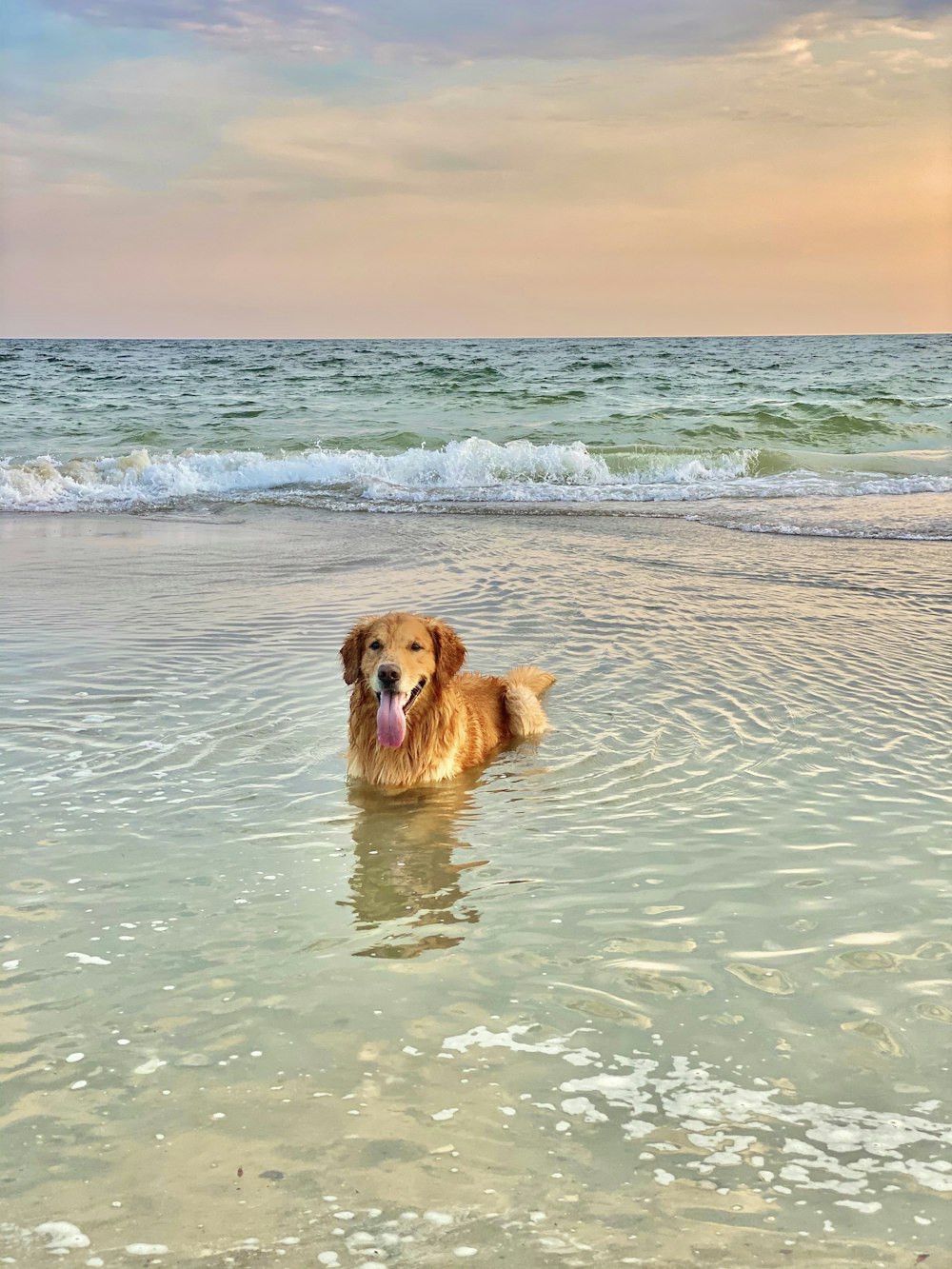 Chien brun à poil court sur le plan d’eau pendant la journée