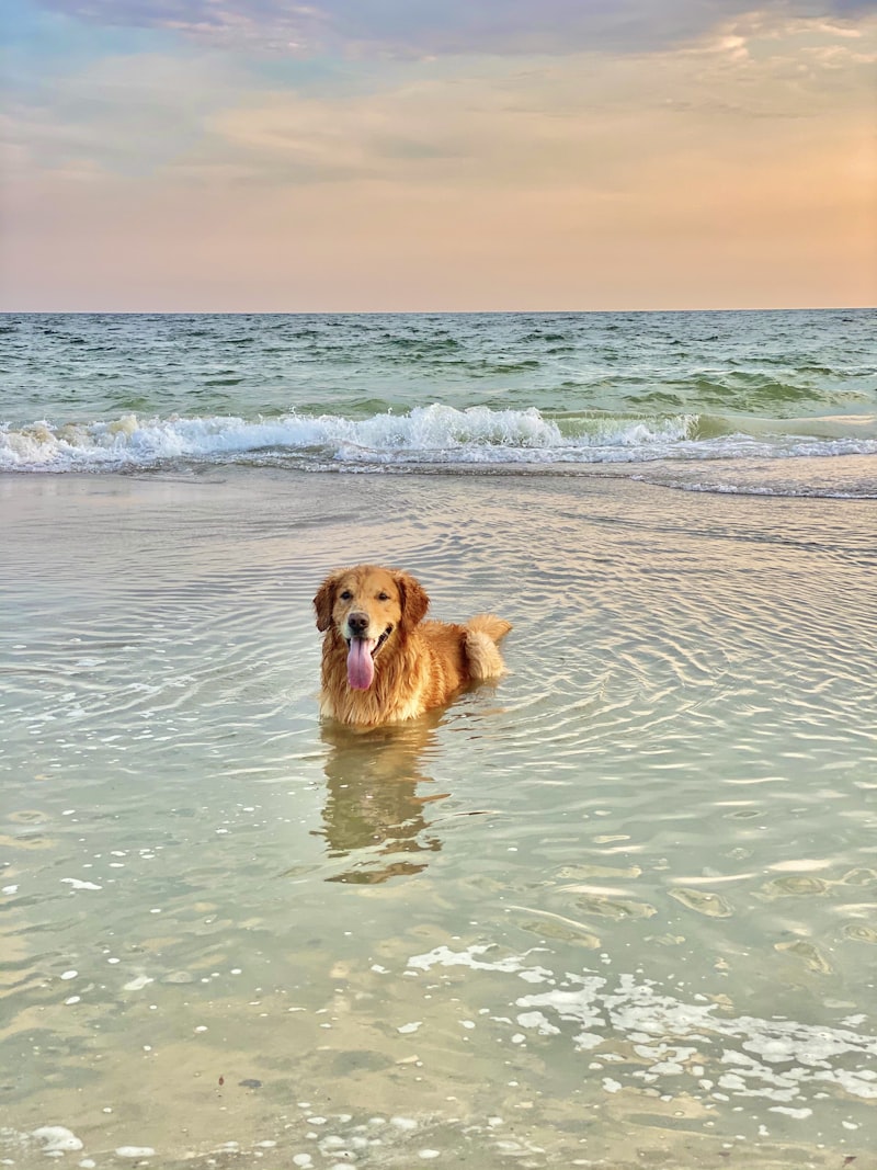Pet Sitting in Mount Laurel NJ: Ensuring Your Pet's Comfort During Summer Heat