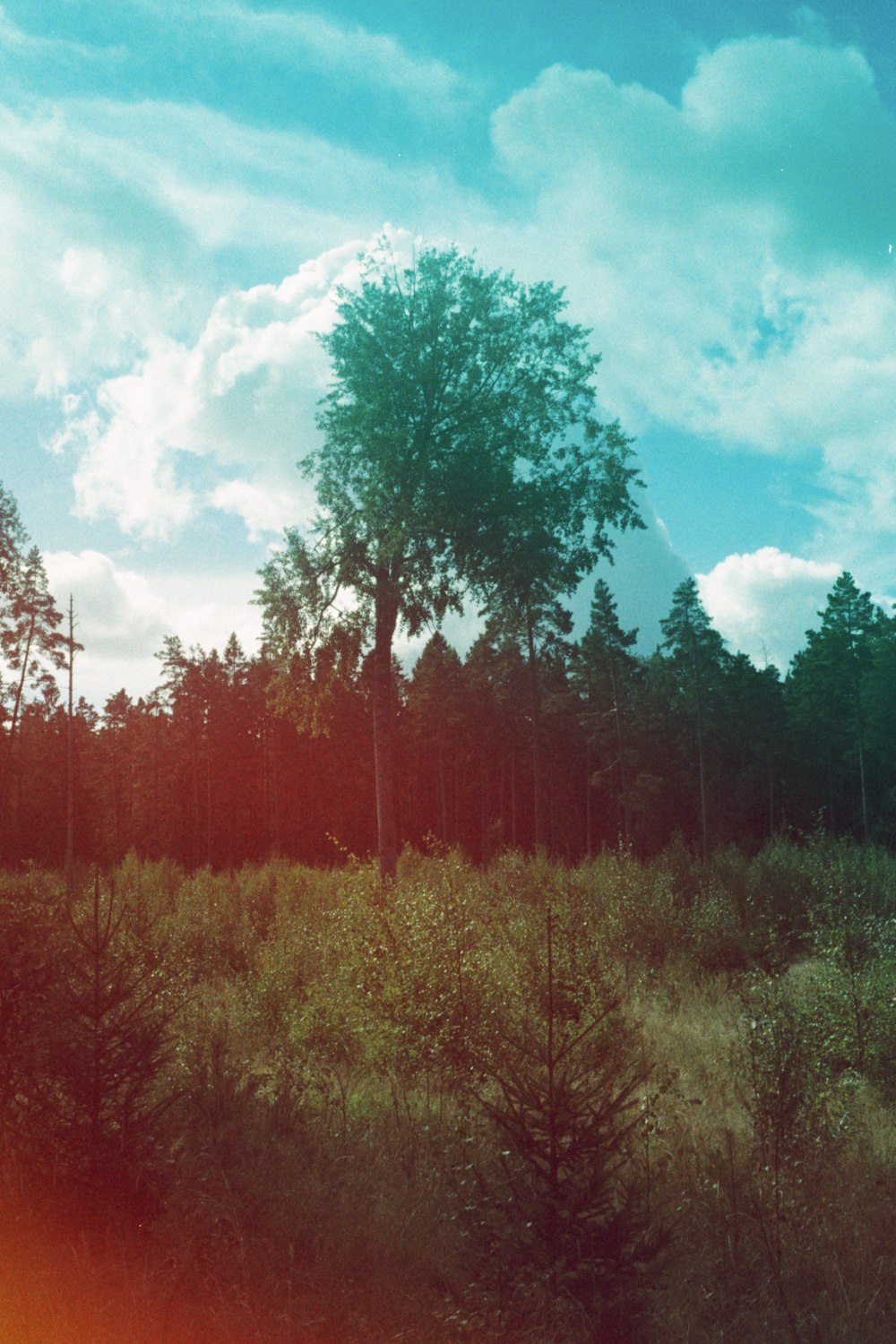 green and brown trees under blue sky