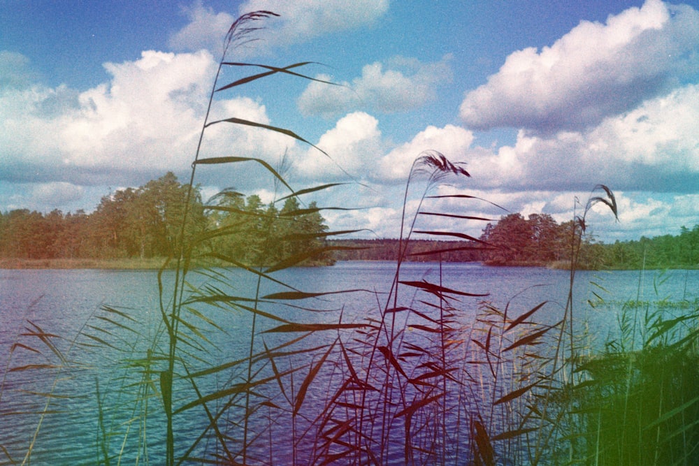 green trees beside body of water under blue sky during daytime