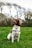 brown and white short coated dog on green grass field
