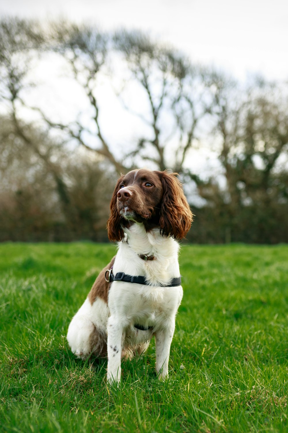 brown and white short coated dog on green grass field