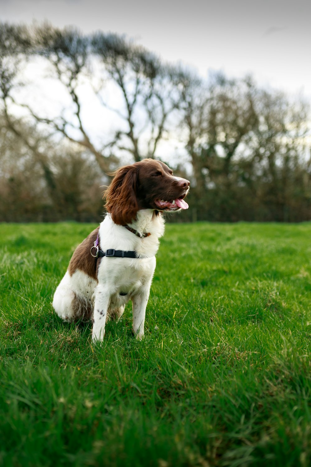 brown and white short coat medium dog on green grass field during daytime