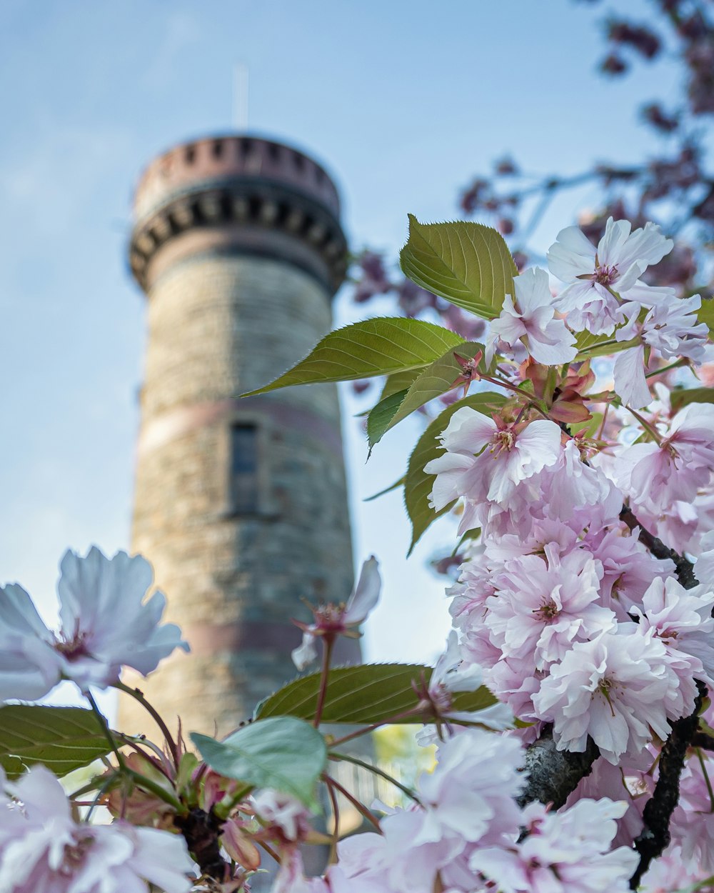 Flores blancas y rosadas cerca de la torre de hormigón blanco durante el día