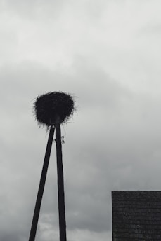Technician carefully removing a bird nest from a rooftop.