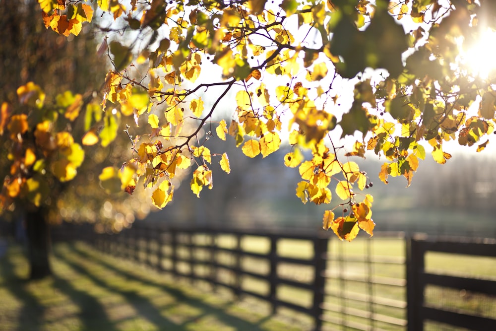 yellow leaves on tree branch during daytime