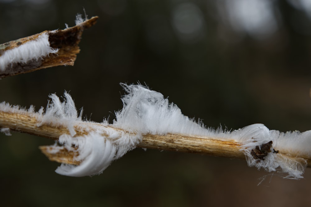 white feather on brown stem