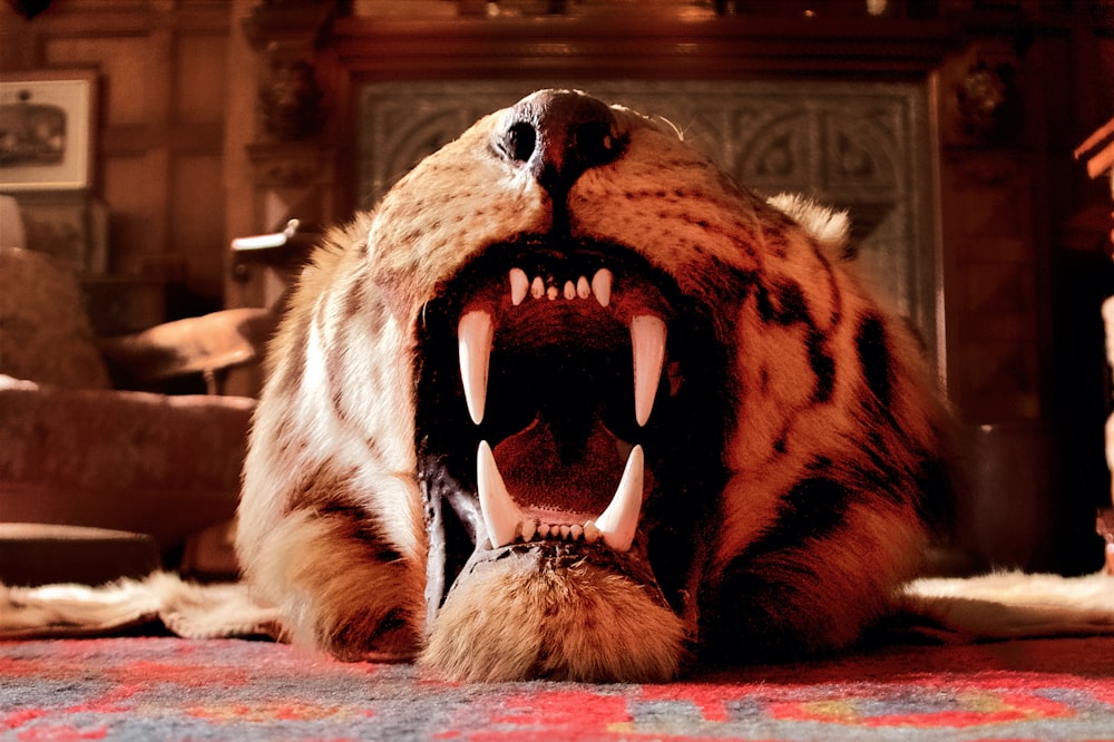 brown and white tiger lying on ground