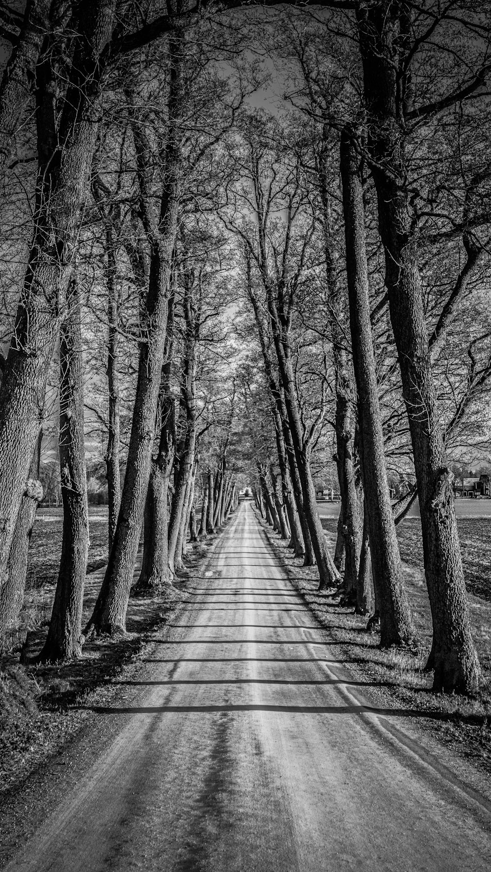 grayscale photo of wooden bridge between bare trees