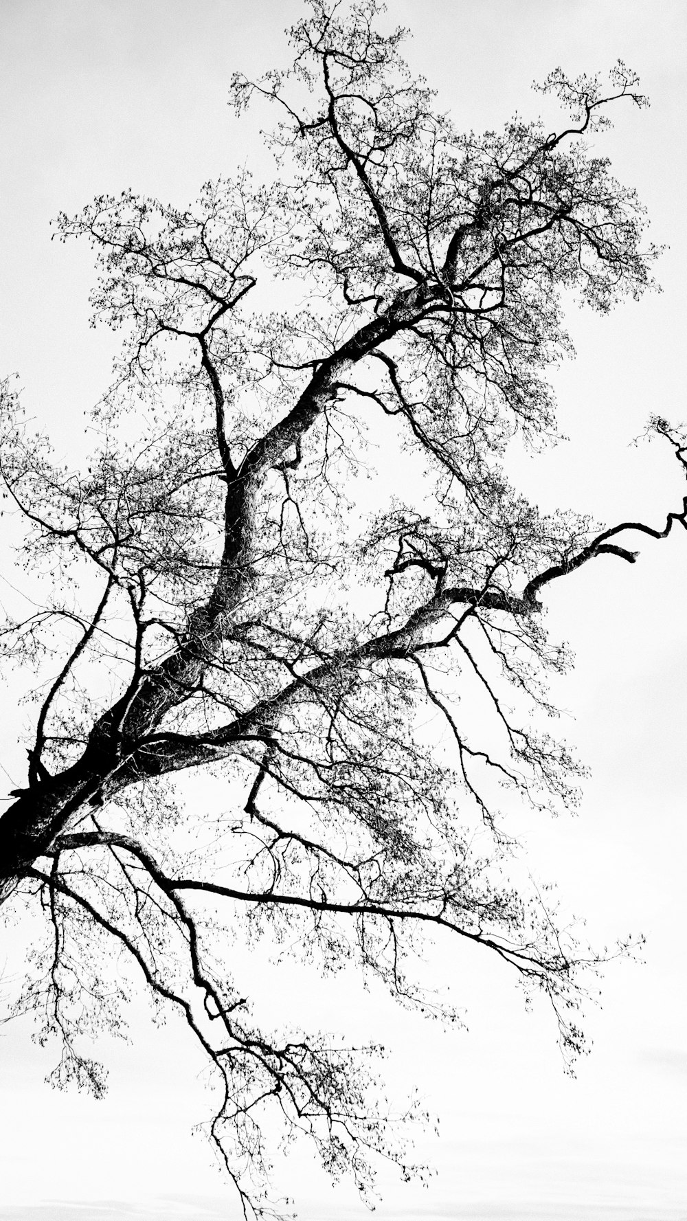 Graustufenfoto eines blattlosen Baumes