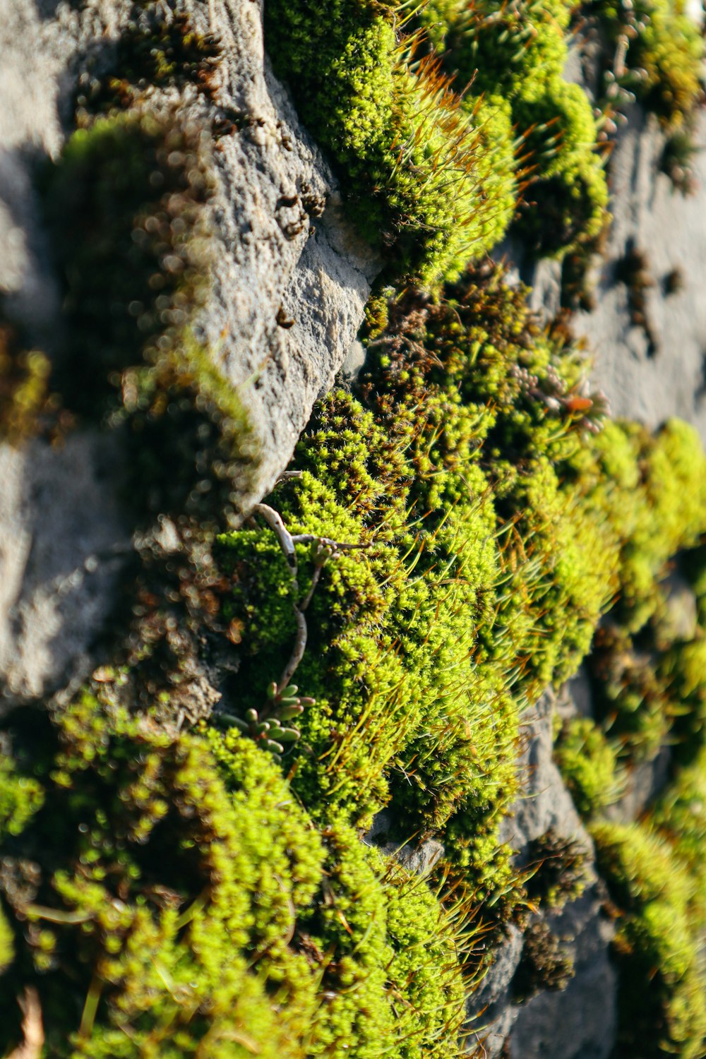 green moss on gray rock