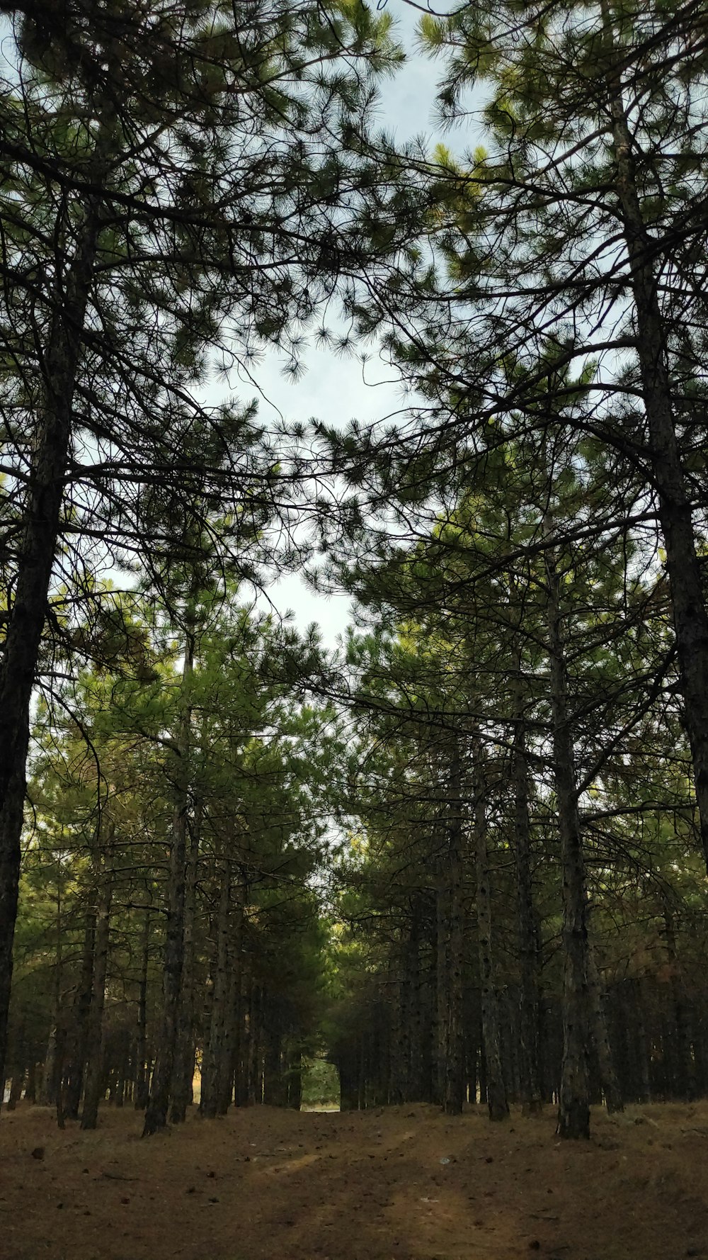 green trees under blue sky during daytime