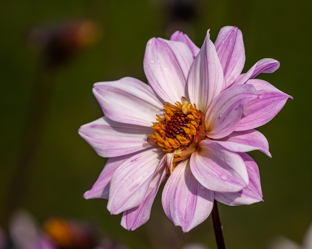 purple and white flower in tilt shift lens