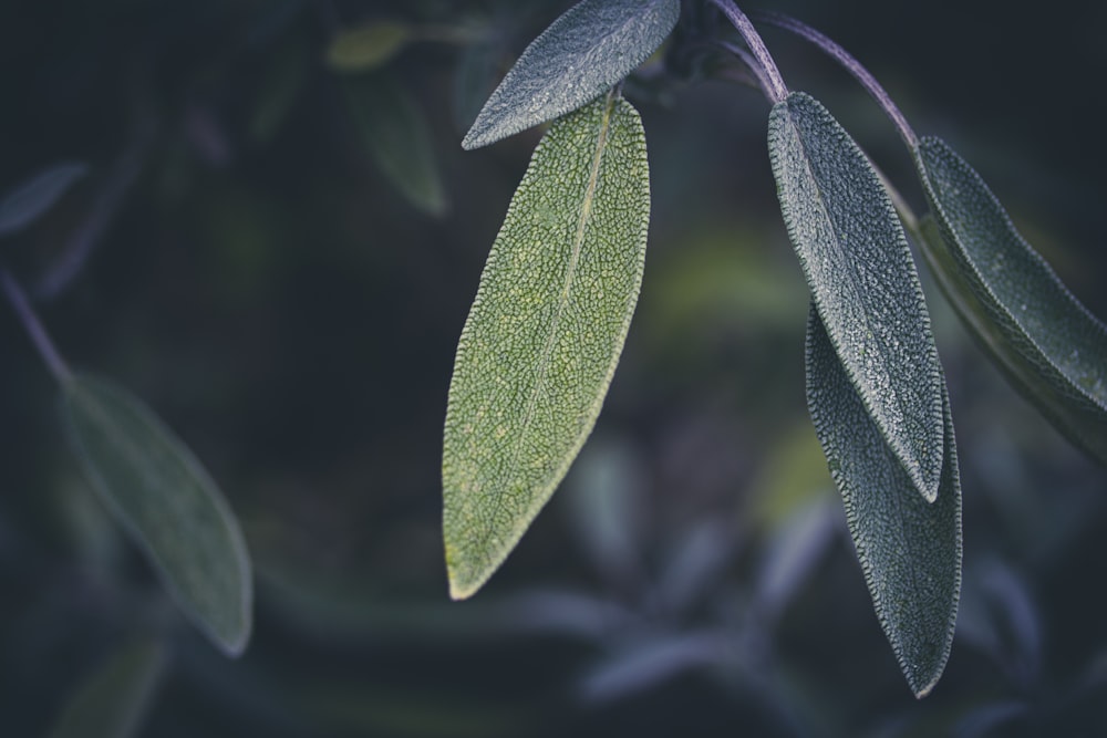 green leaf plant in close up photography