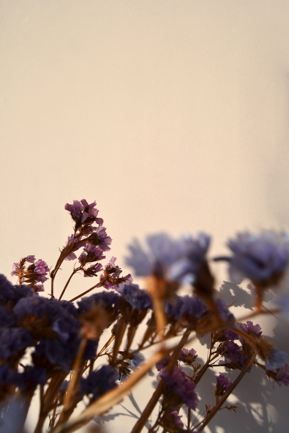 blue flowers in tilt shift lens
