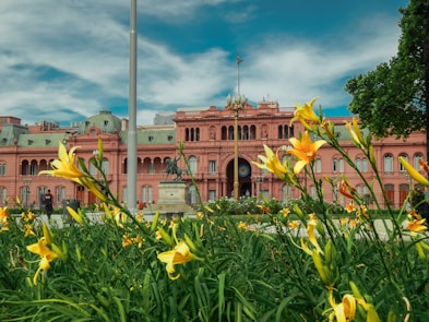 yellow flowers in front of white and brown building