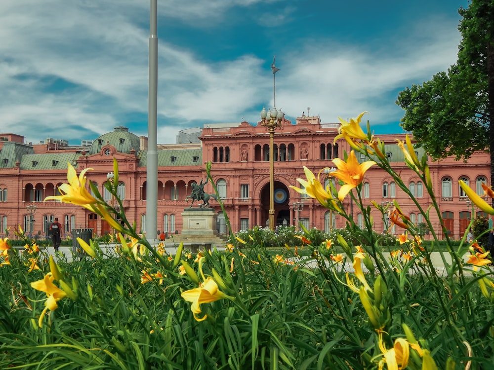 yellow flowers in front of white and brown building