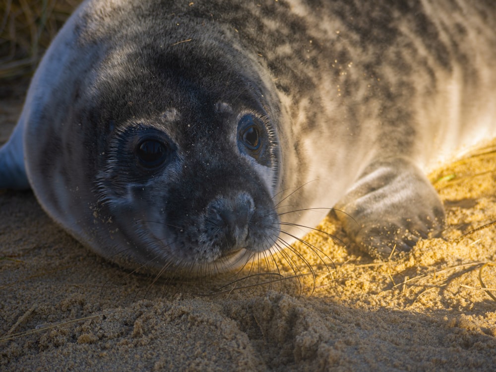 seal on brown sand during daytime