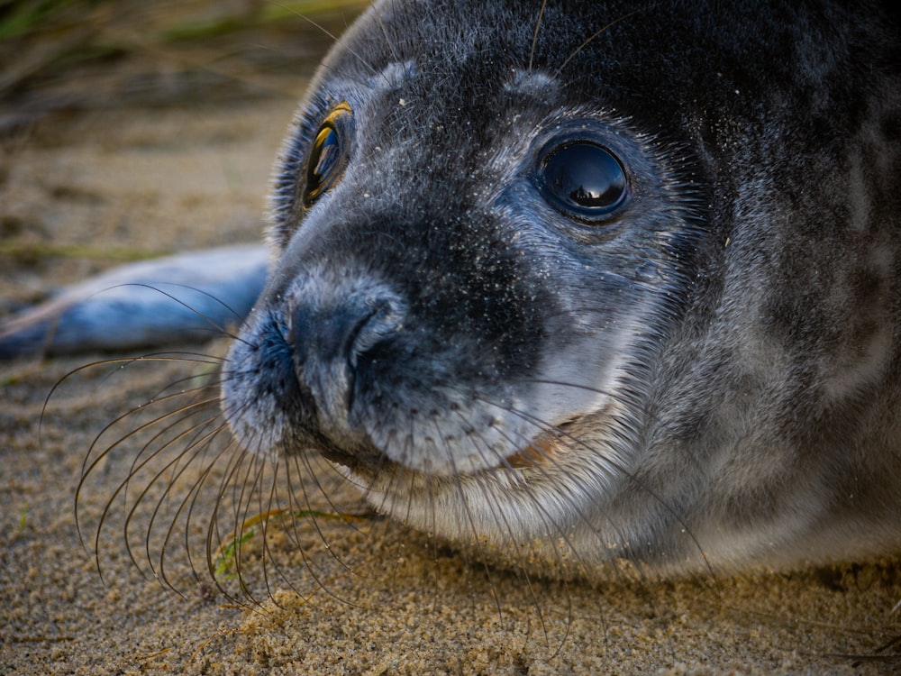 black and white seal on brown sand during daytime