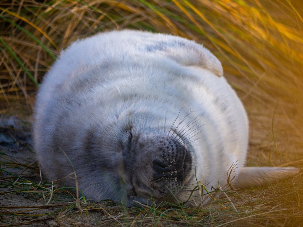 white and gray short coated cat lying on brown grass