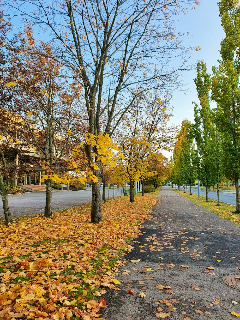 brown and green trees on gray concrete pathway