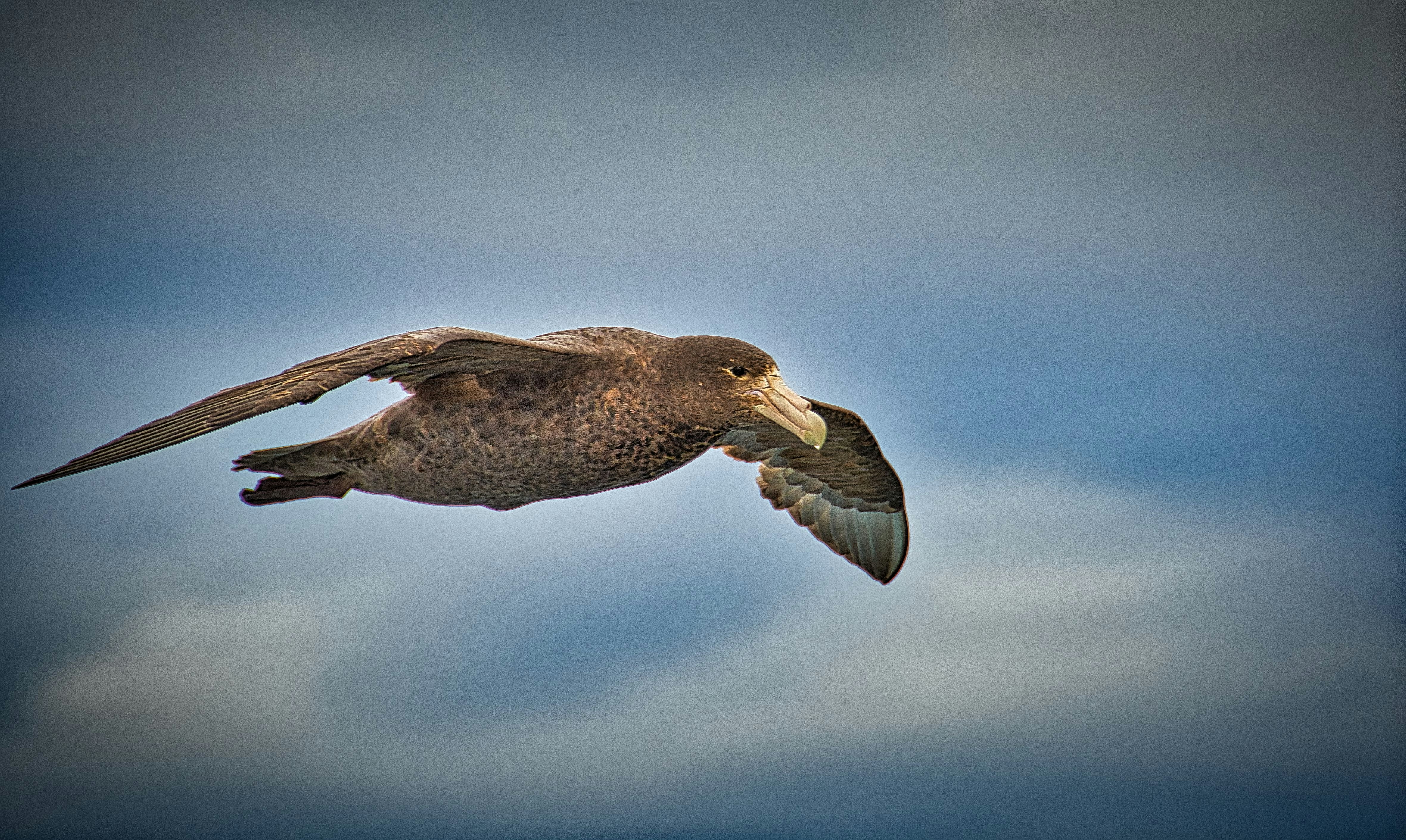 black billed gull flying under blue sky during daytime