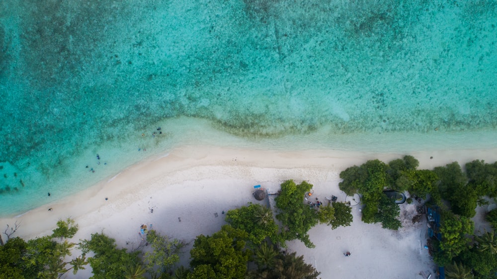 aerial view of green trees beside body of water during daytime