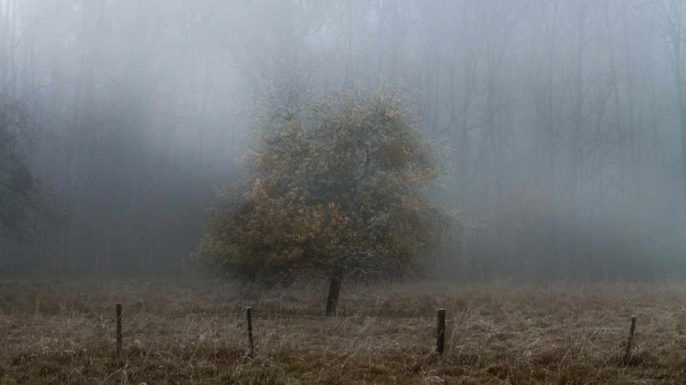 green trees on brown grass field during foggy weather