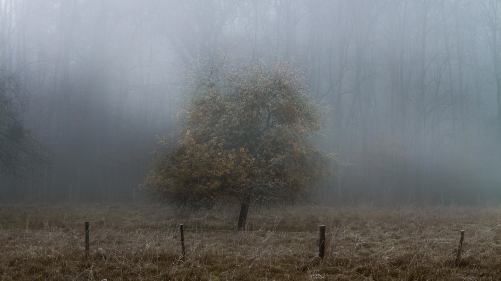 alberi verdi su un campo di erba marrone durante il tempo nebbioso