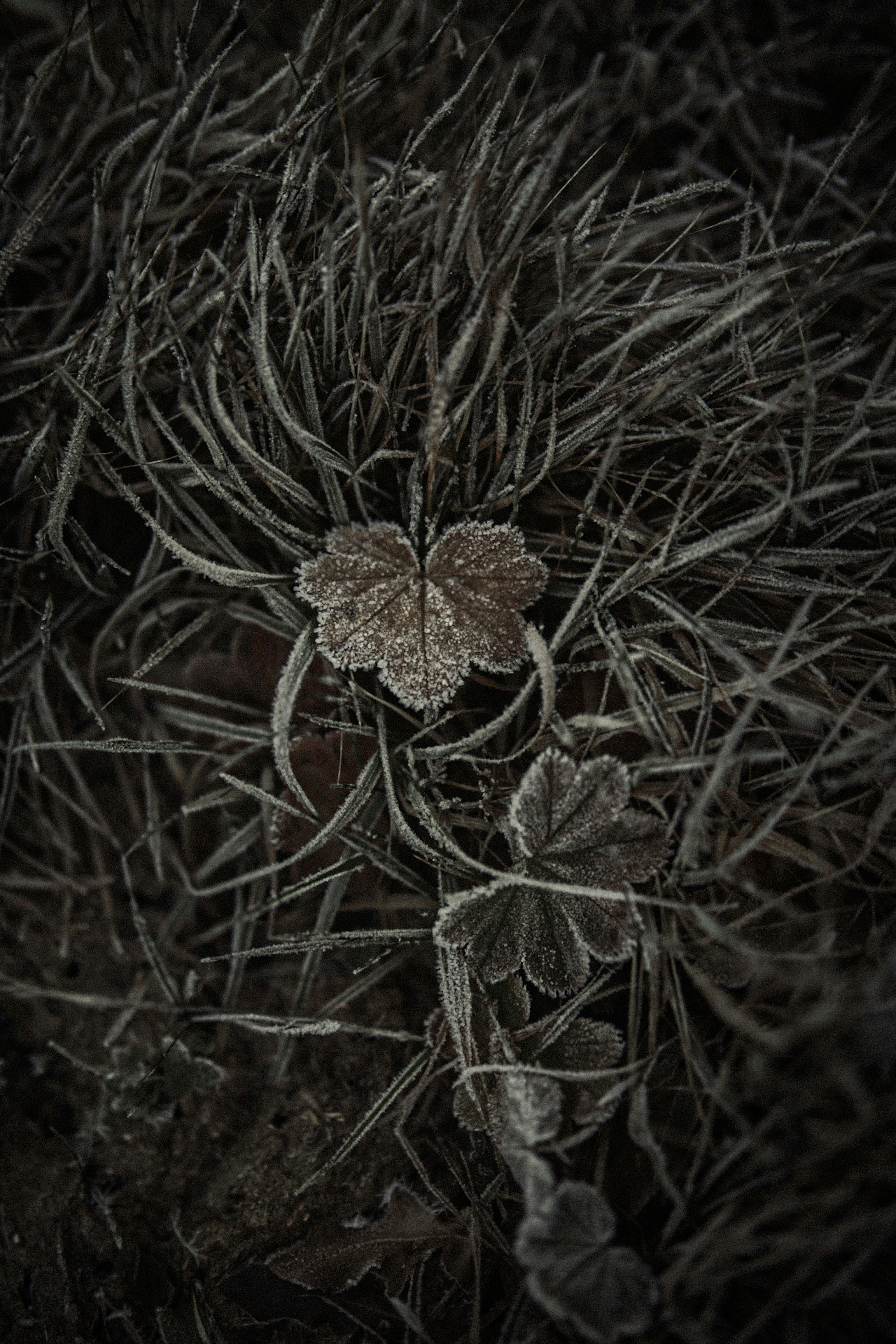 brown and green plant in close up photography
