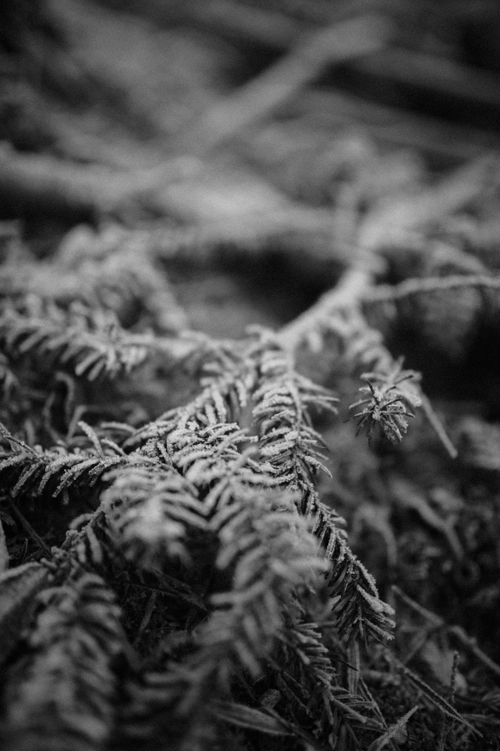grayscale photo of fern plant