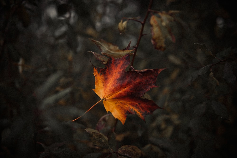 red and brown maple leaf