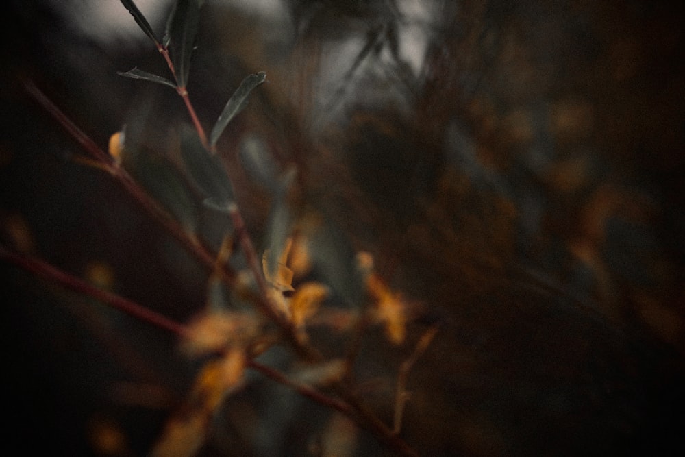 yellow and brown leaves on tree branch