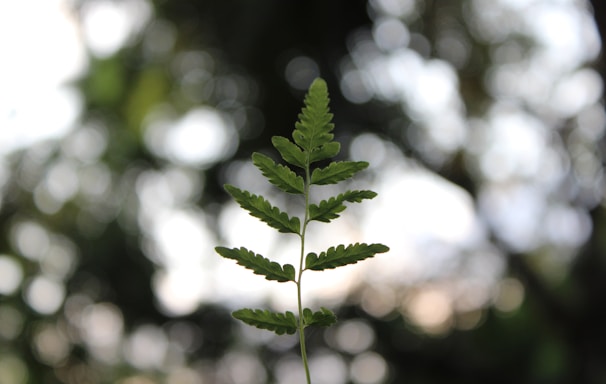 green leaf in tilt shift lens