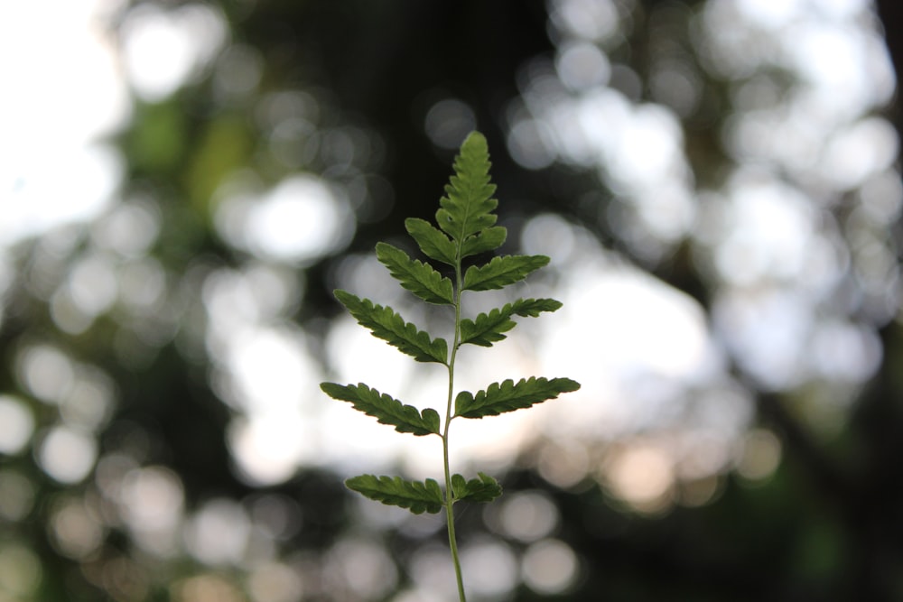 green leaf in tilt shift lens