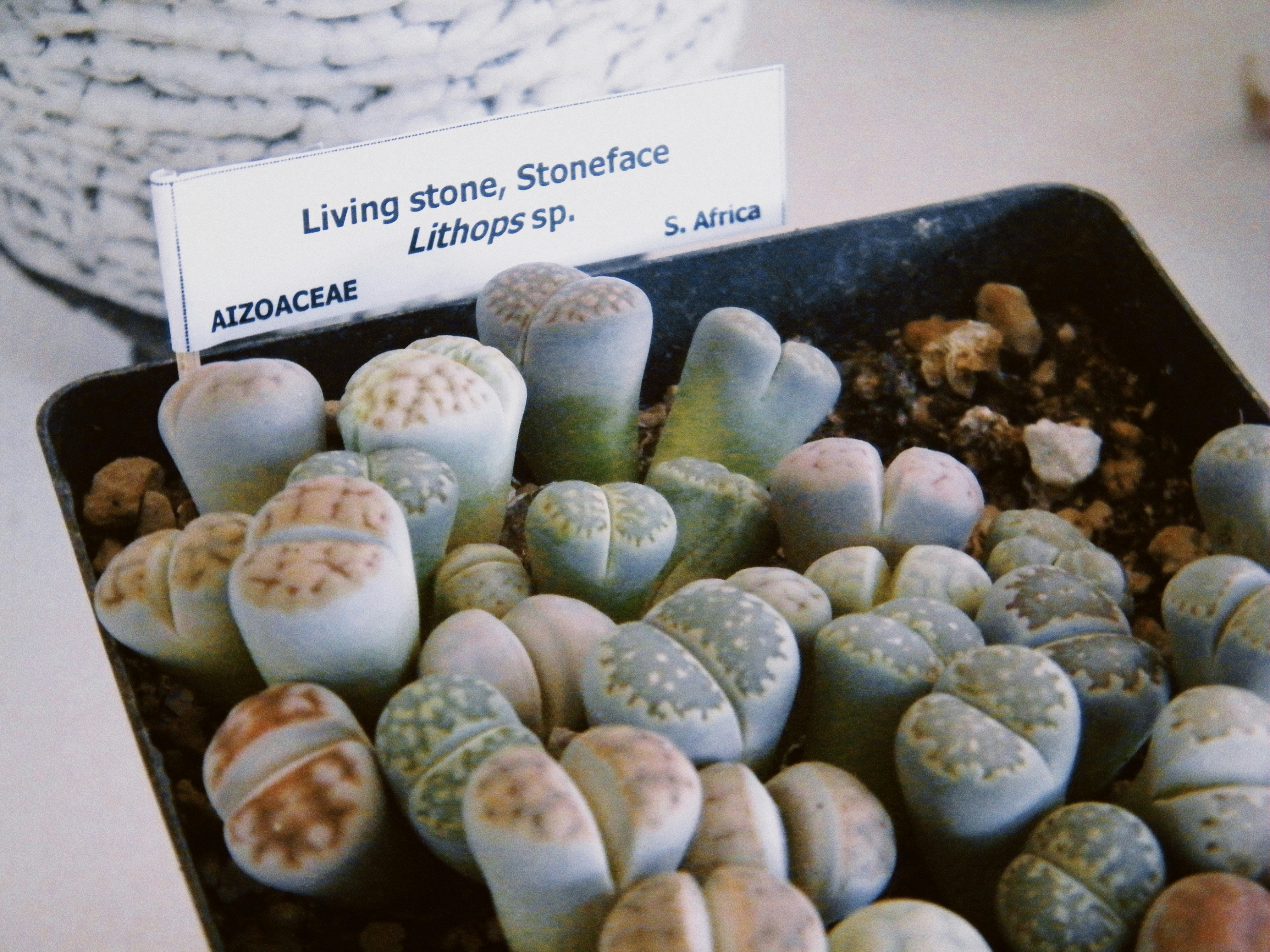 Літопси — Lithops lesliei