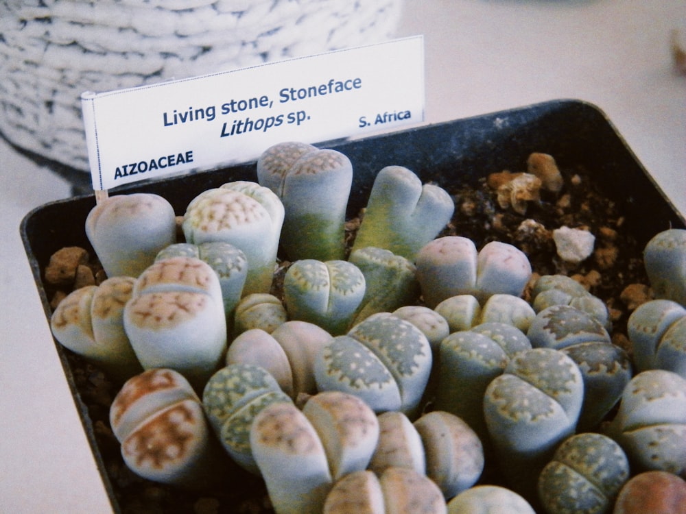 white and brown seashells on blue tray