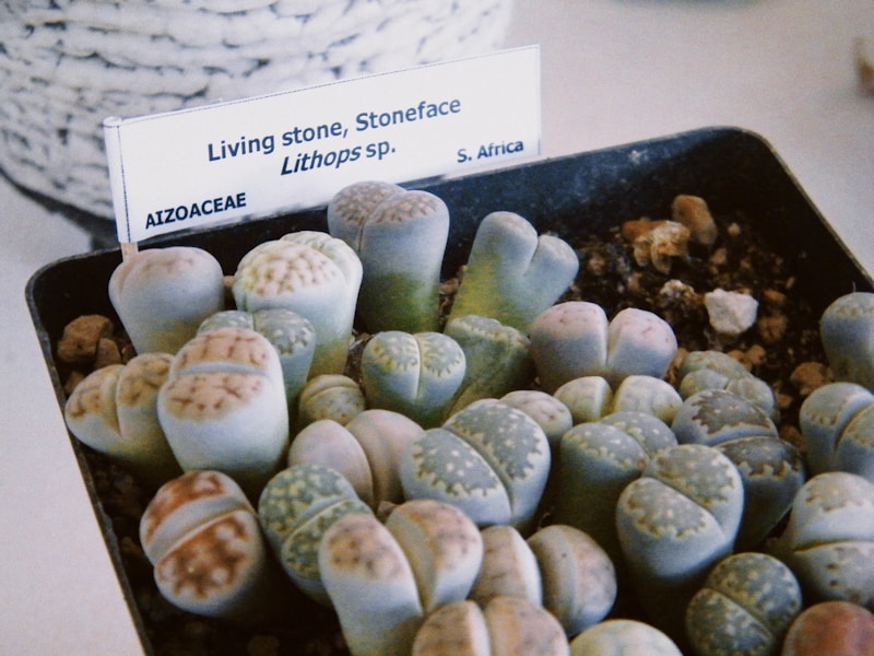 Lithops