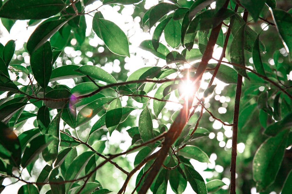 green leaves with sun rays