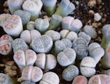 unusual succulents plant in close up photography