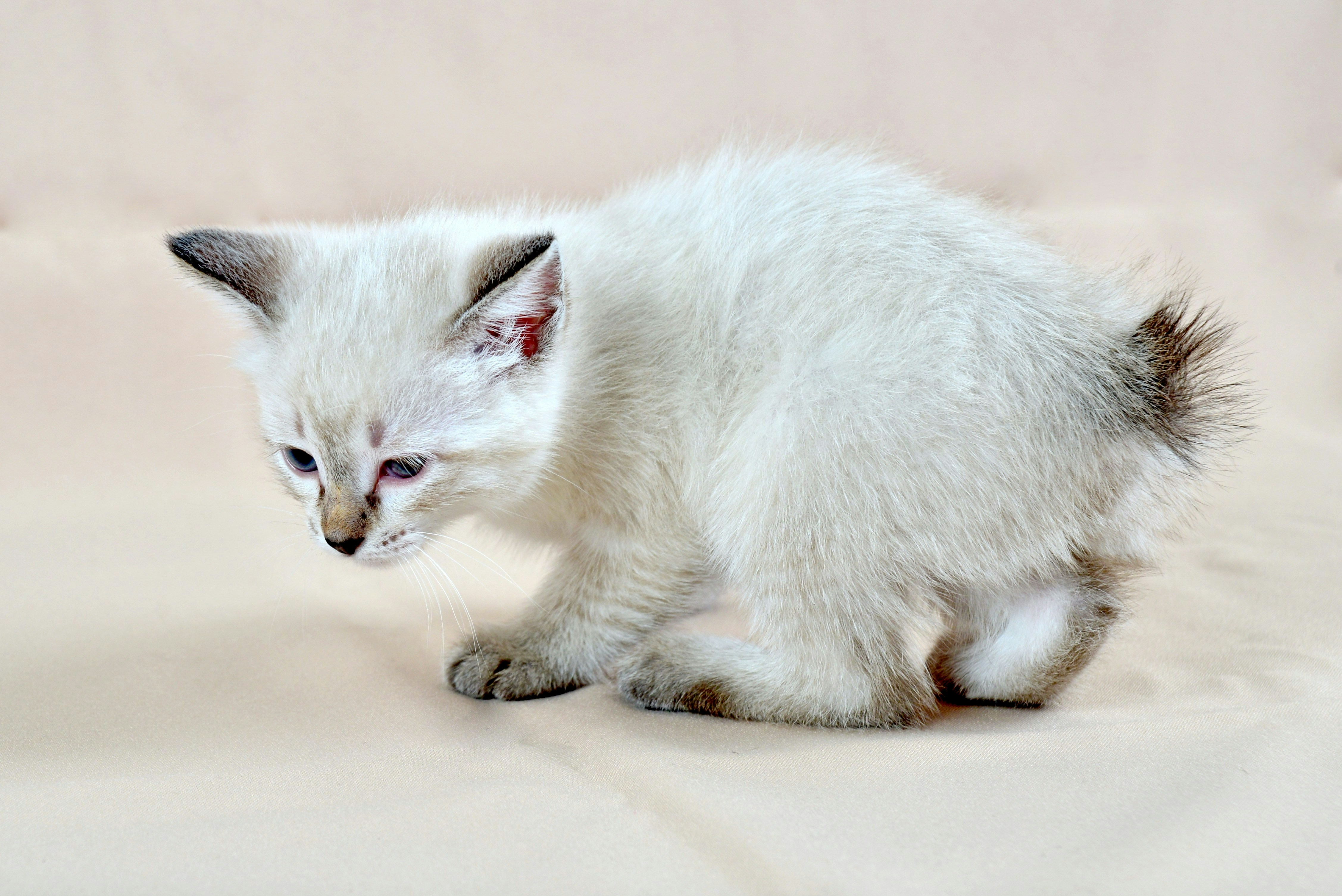 10 Kitten Behavior Training Tips for First 30 Days