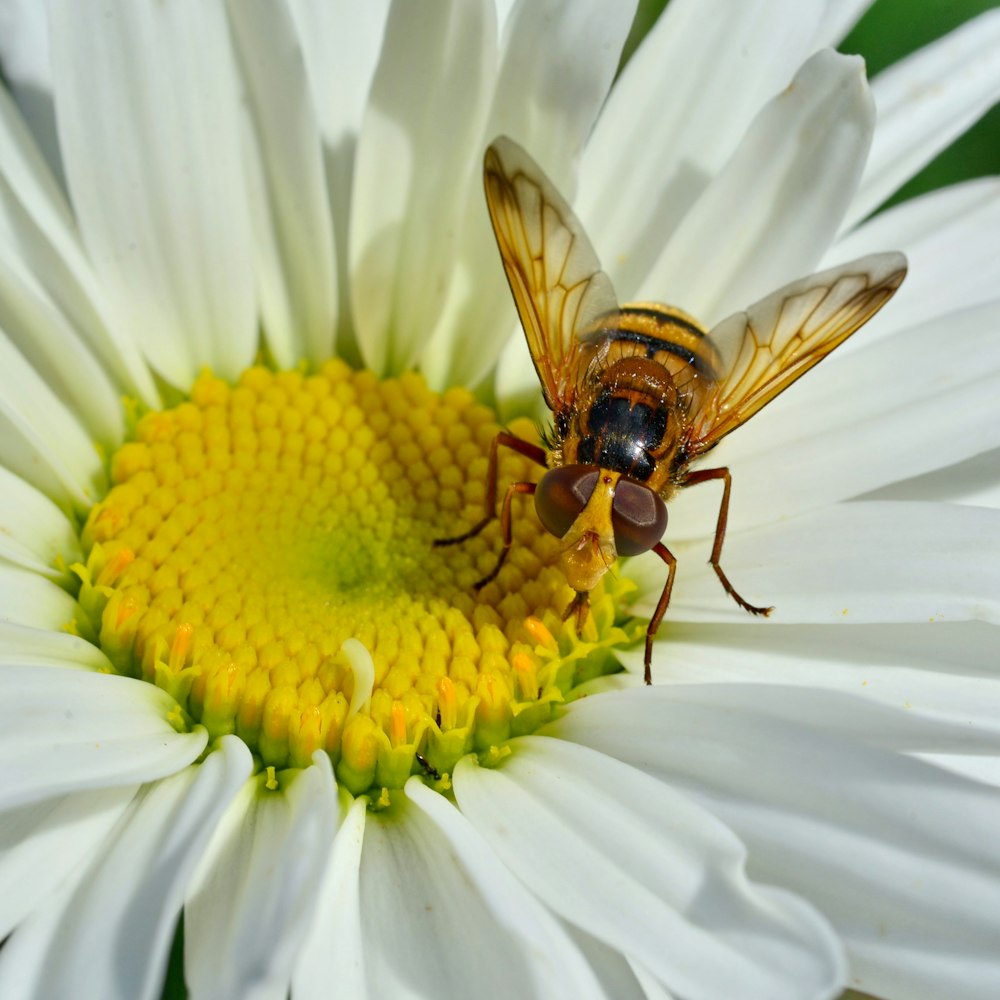 brown bee on white daisy flower