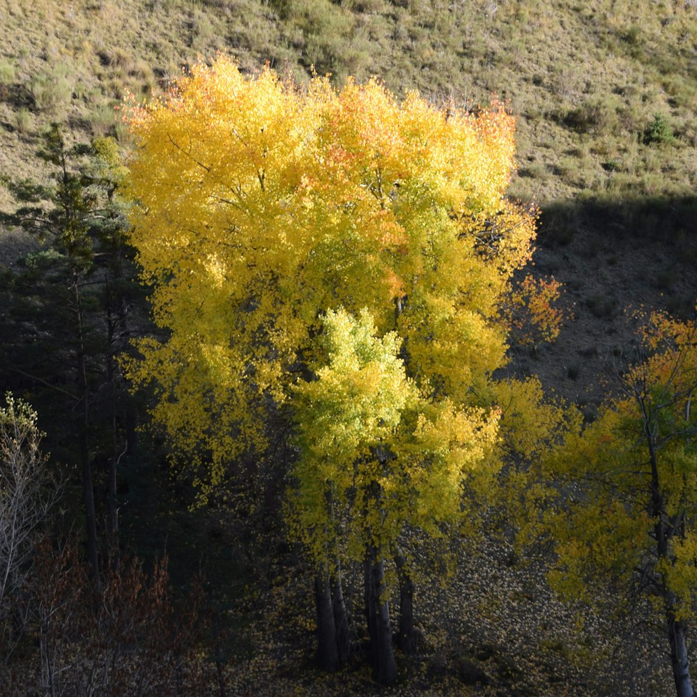 yellow and green tree on hill