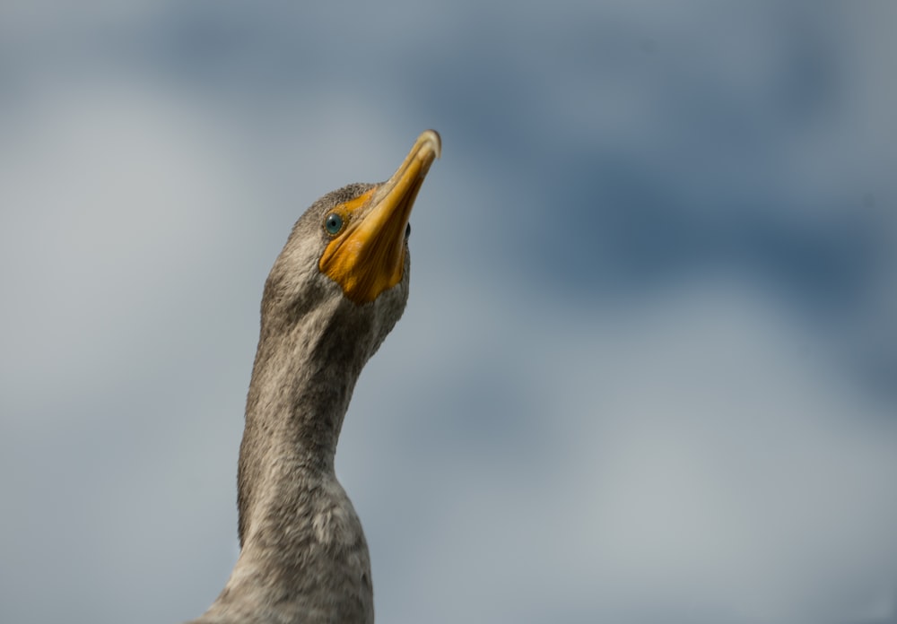 grey and white bird flying